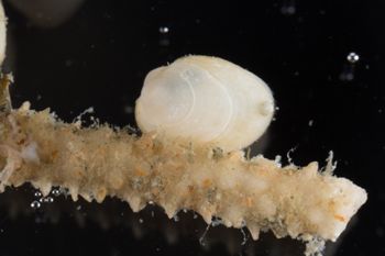Media type: image;   Malacology 393892